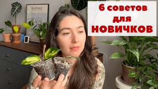 6 СОВЕТОВ начинающему цветоводу / Что бы я посоветовала самой себе при покупке первых растений