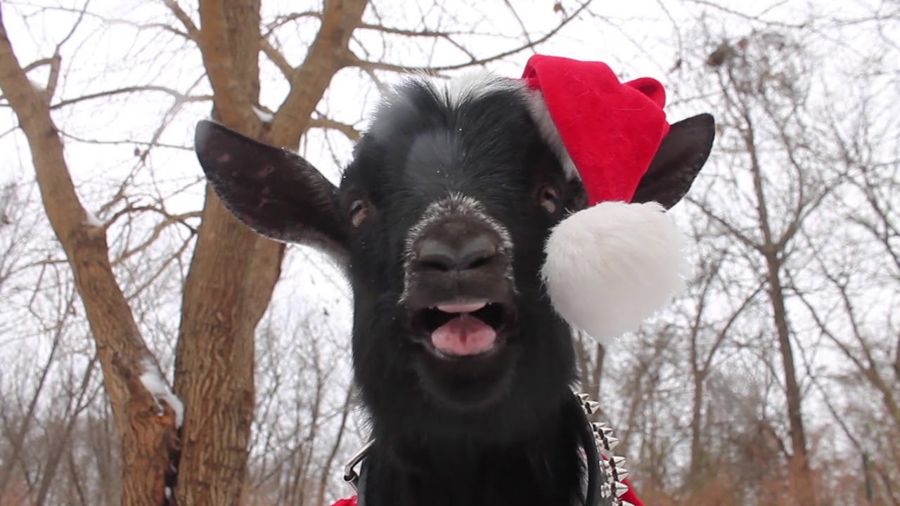 Holiday Screaming Goat YouTube