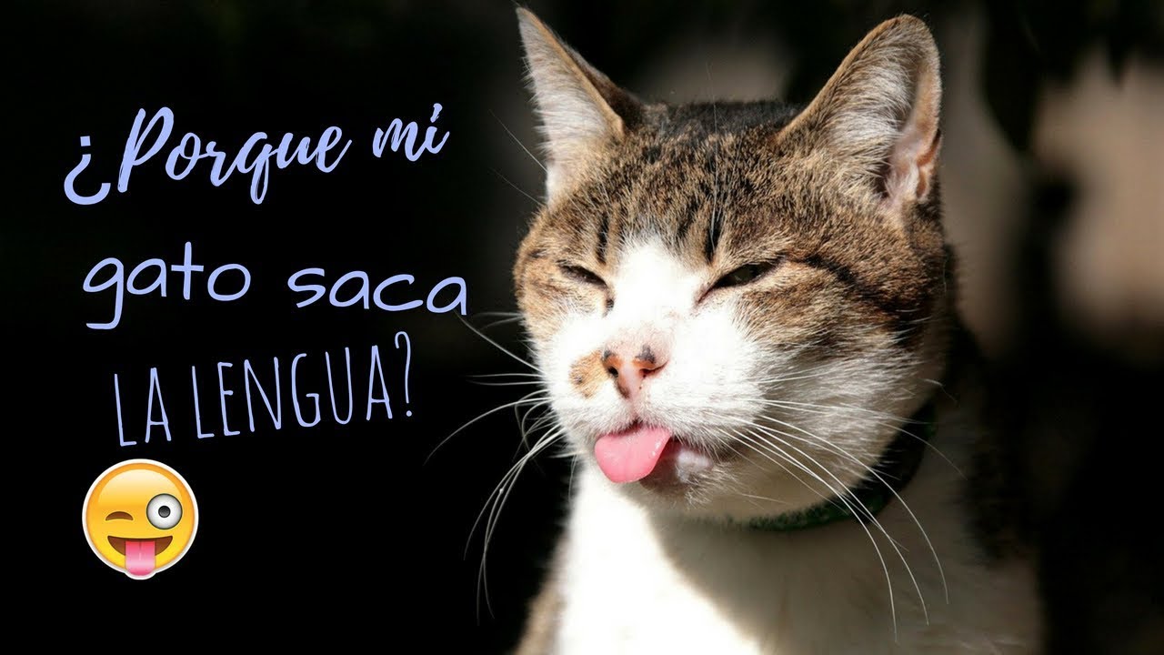 Porque Los Gatitos Sacan La Lengua