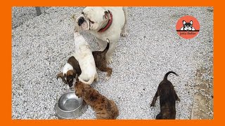 Our Rescued Puppies Move to the New Enclosure by Jutta Shelter 1,253 views 2 weeks ago 3 minutes, 31 seconds