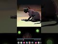 ITS A MUTANT RAT!