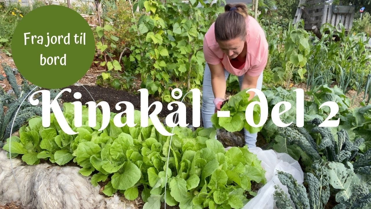 Kinakål fra jord til bord del 2 - Tynner