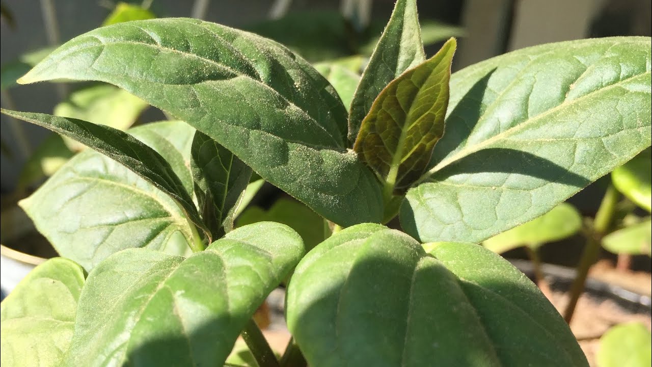 مراحل نمو نبات لآلة عباس ( مسك الليل ) في المنزل