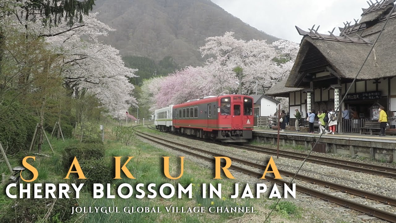 Sakura | Cherry Blossoms | Japan | Hanami Custom | Mazuz | Aina Tsuda - UK | Keiichi Shimizu - Japan