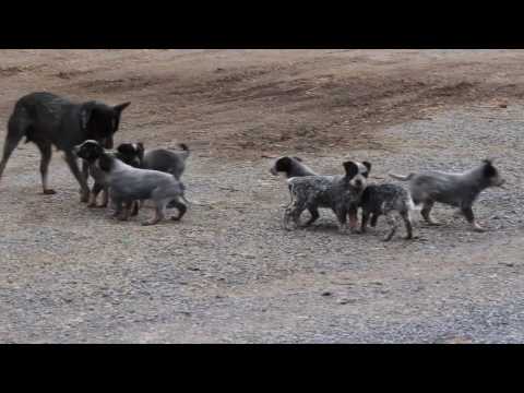 australian-cattle-dog-puppies-for-sale
