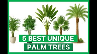 5 Best Unique Palm Trees Rare & Exotic Varieties For Gardens & Landscaping Gajraula Nursery