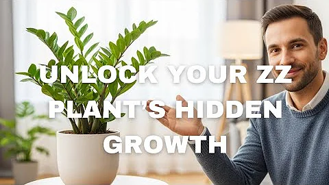 5 ZZ Plant Care Tips That You Need to Know - Houseplant Care