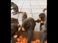 Humans vs monkeys