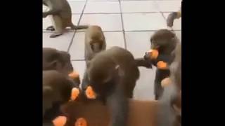 Humans vs monkeys