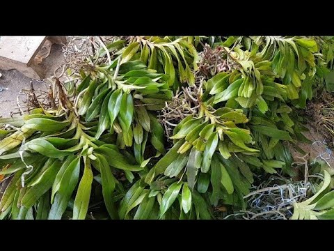 Video VỀ MỚI LAN RỪNG SIÊU VIPTỐI 12/9.TBS,KIỀU DẸT,HẢI... - youtube