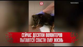 Пса с гигантской опухолью спасают от смерти в Красноярске Пса с гигантской опухолью спасают от смерти в Красноярске