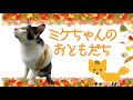 【ミケちゃん過去動画】お友達のきつねこちゃんとのおしゃべり♪