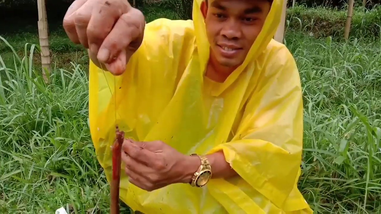 Mancing belut kehujanan 