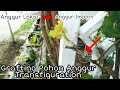 Cara mudah Grafting (sambung pucuk)  Anggur Transfiguration anti gagal untuk pemula