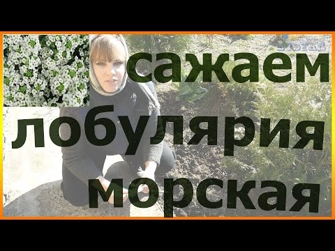 Лобулярия Посадка И Уход Фото