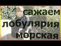 Как посадить лобулярию Сеем лобулярию Как сажать лобулярию уход посадка выращивание