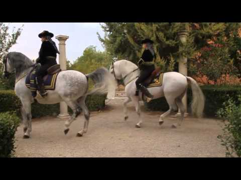 Video: Cavallo Andaluso