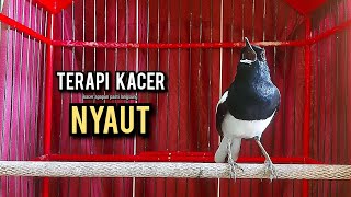 SUARA BURUNG kacer gacor NGEPLONG tarung ini paling ampuh buat PANCINGAN KACER agar EMOSI
