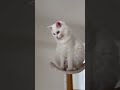 やっぱり出ちゃう猫 #猫 #cat