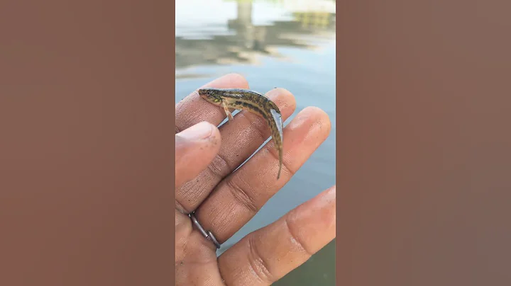 😱This is amazing fish 🐠 #viral #fish #viralvideo #viralshorts