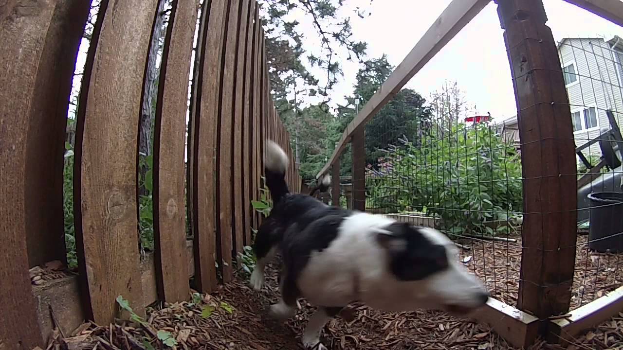 Squirrel Run with music template