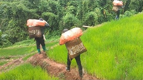 Hái Măng Nứa Rừng ✓ NGƯỜI VÙNG CAO