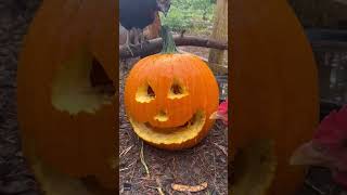 Jack-o-lantern created by pecking chickens #Shorts