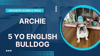 Archie | 5 Year Old English Bulldog | Small Dog Training | Obedience Training | Reactivity Training by OverWatch K9 Academy Columbus 48 views 1 month ago 11 minutes, 57 seconds