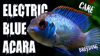 All About the Electric Blue Acara