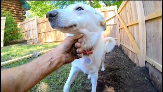 Building a DIG, Climb and CHEW Proof Dog Run