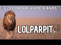 LOLPARPIT  | El LEÓN GUERRERO del MASAI MARA