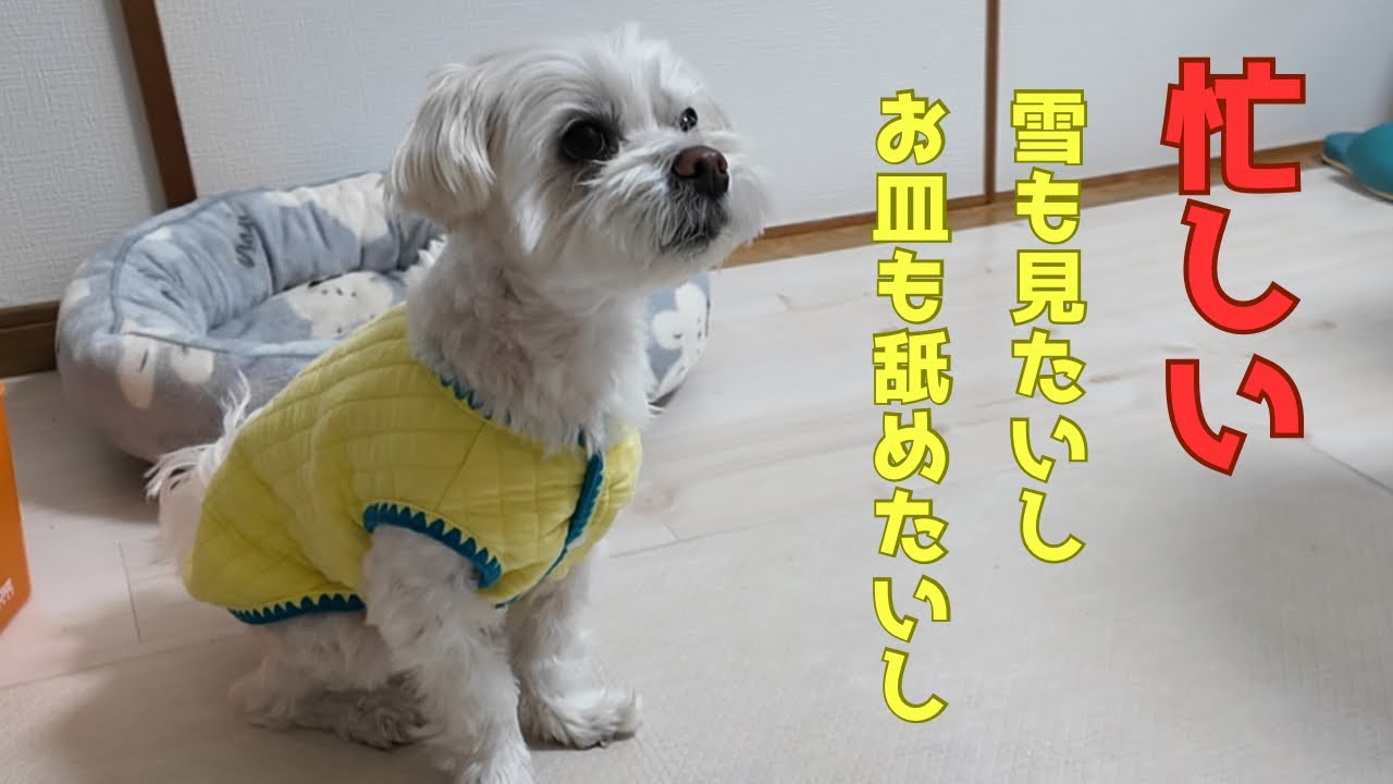 すごい雪という言葉に反応して急いで窓の外を見に行く愛犬にびっくり