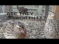 Things i wish i knew before raising coturnix quails