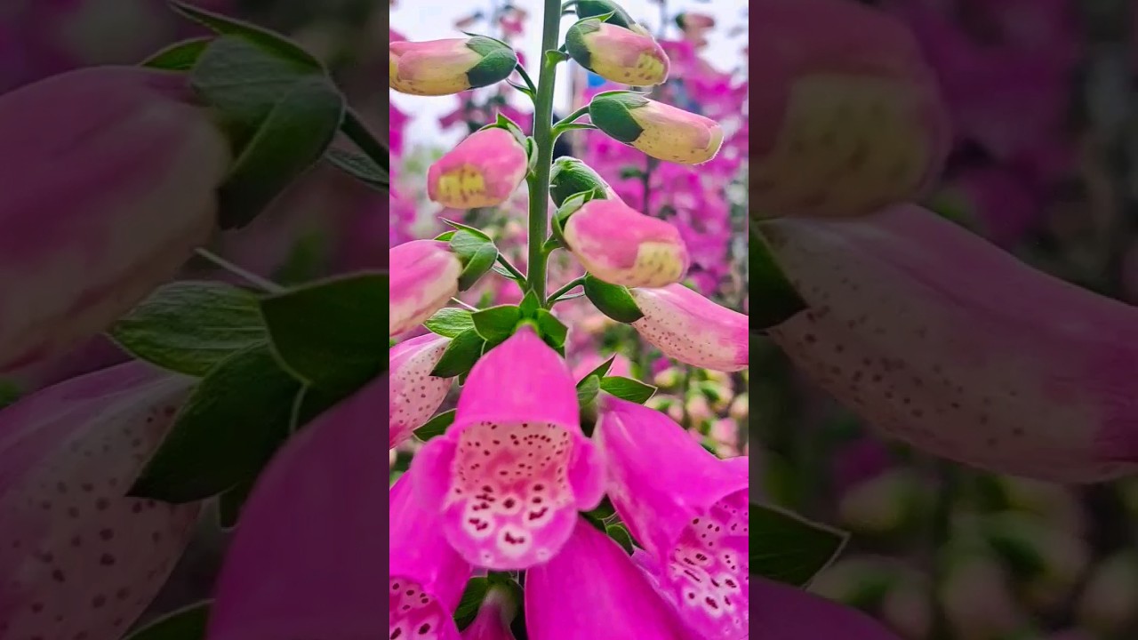 Foxgloves Garden 