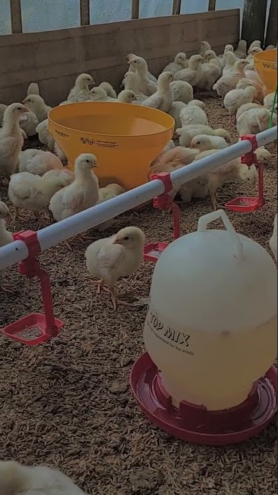 story ayam broiler....#ayambroiler #ayampedaging #storywa