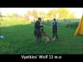 Vyatkins&#39; Wolf - IPO bitework training, 13 m.o.