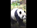 Hacen velas con heces de panda en China