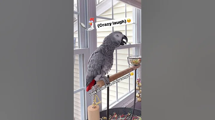 Symon says: I’m a crazy laughing parrot🦜😵‍💫 #crazybird #symontheafricangreyparrot #funnyparrot