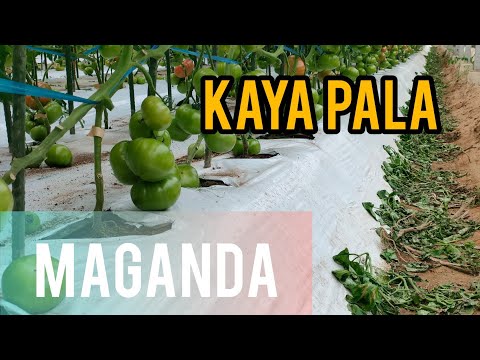 Video: Mga Uri ng Molasses Fertilizer - Mga Tip Para sa Paggamit ng Molasses Sa Mga Hardin