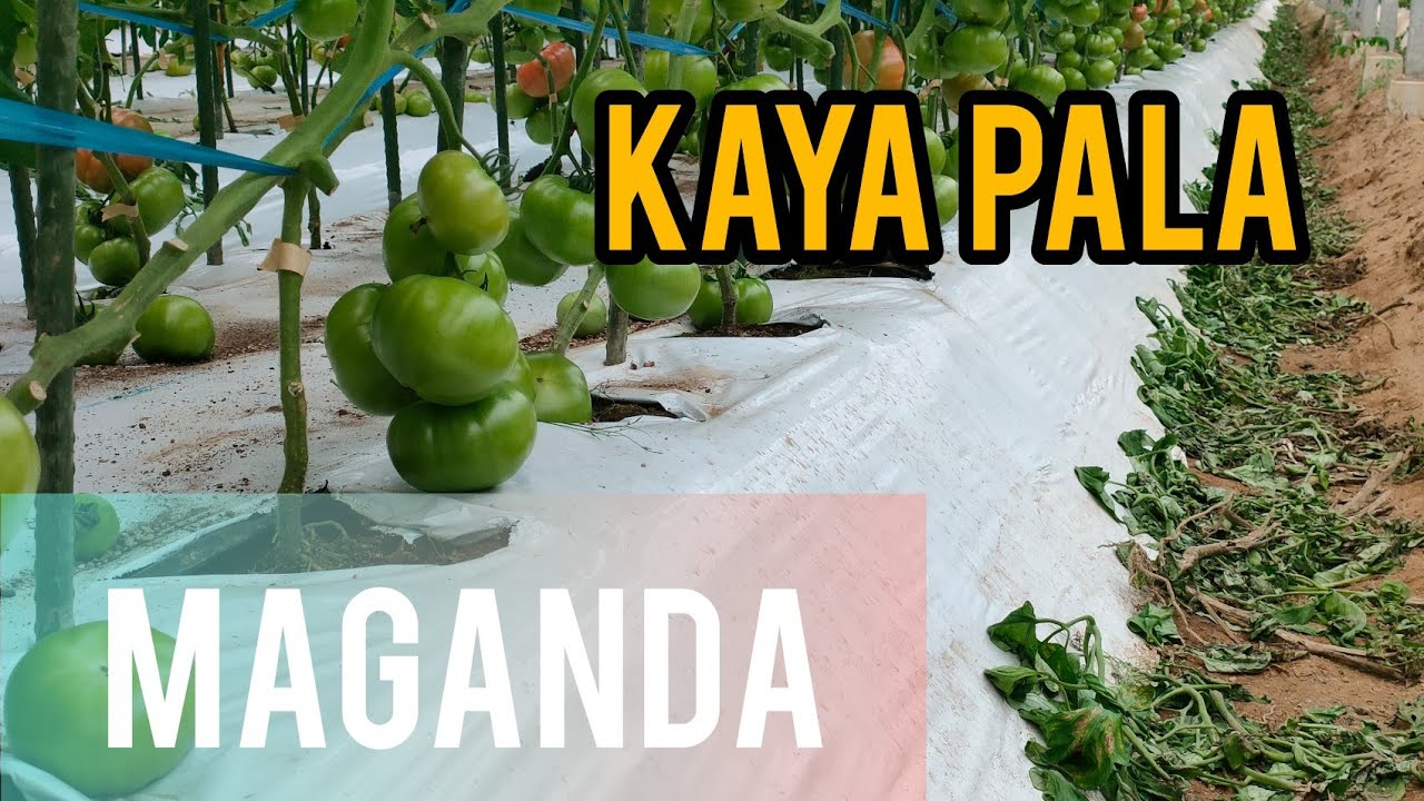 epekto  ng molasses fertilizer ang laki ng bunga Japan Farmer