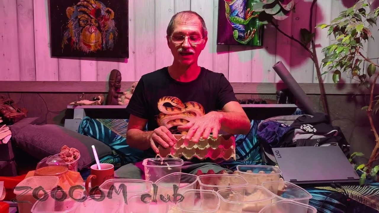 Каша для мушек. Кормим лягушек.