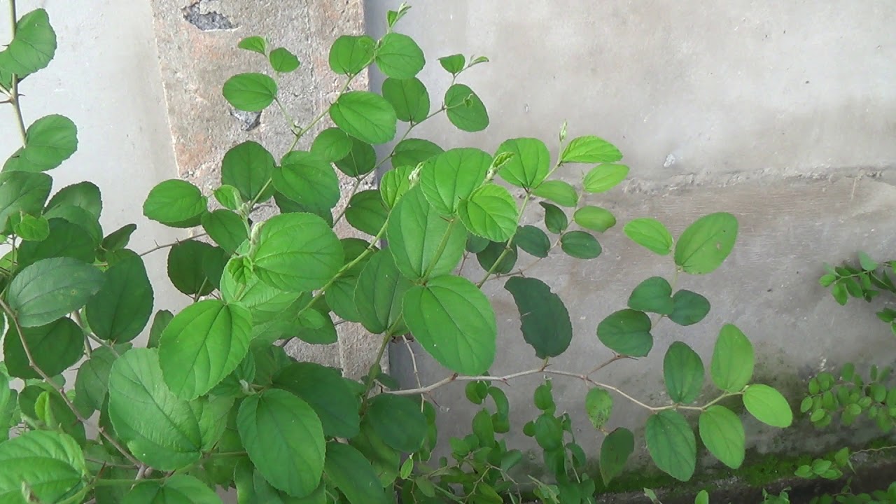daun bidara 