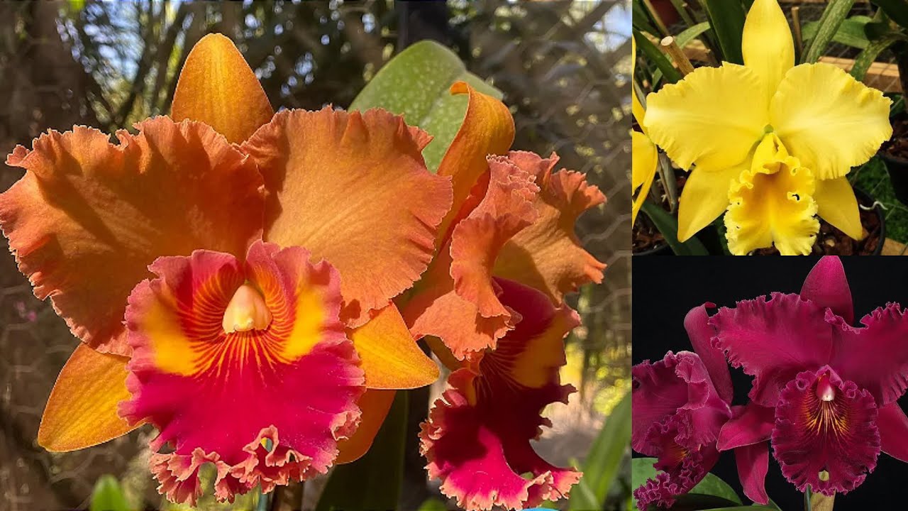 Lindas Catleyas de flores grandes e perfumadas!