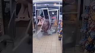 Mad Hippo Attack On The Store