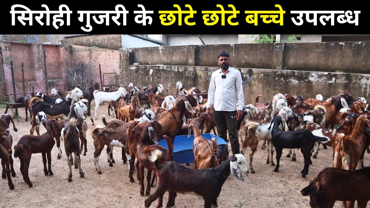 सिरोही गुजरी के छोटे छोटे बच्चे उपलब्ध AT VANDANA GOAT FARM  AJMER
