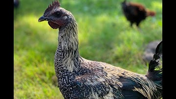 Beautiful Hmong Chickens - Hmoob Cov Qaib Dub Qaib Dib