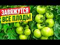 Как не допустить осыпания верхних кистей на томатах и получить хороший урожай.