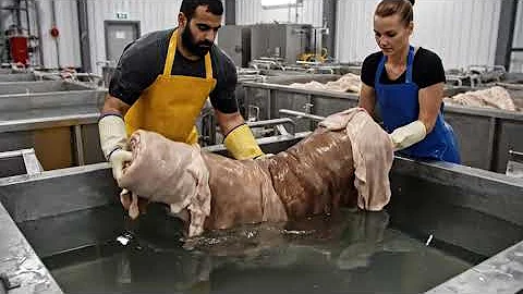 Inside Modern Snake-Leather Factory: From Snake Skin to Luxury Jacket and Bags (Full Process)