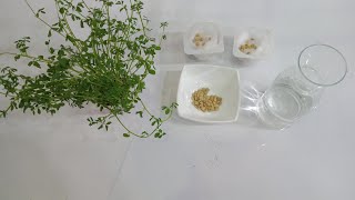 زراعة العدس في القطن بطريقة سهلة / مشروع السنة ثانية إبتدائي / Growing lentils at home