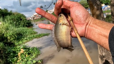Câu Cá Rô Đồng Trong Góc Cây Lâu Năm || natural perch fishing